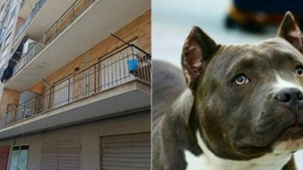 Bimba sbranata a 9 mesi, cambia tutto: "Non è stato il cane"