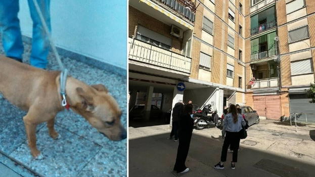 Giulia sbranata dal pitbull, i nonni rompono il silenzio e vuotano il sacco