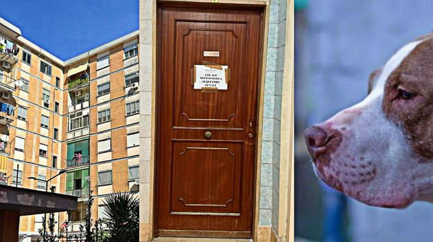 Bimba sbranata a 9 mesi, ecco cosa è emerso sul padre