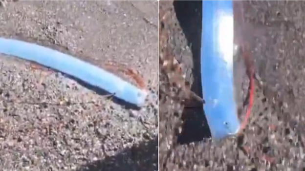 "È il pesce dell’apocalisse, la catastrofe è in arrivo". L’avvistamento in spiaggia del pesce remo preannuncia la fine