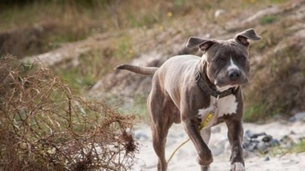 Neonato morso alla testa da un cane, è successo poco fa