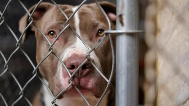 Bimba morsa ad Acerra, finalmente la verità sul cane Tyson