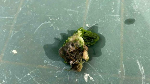 Topo nella confezione di spinaci surgelati del supermercato, scatta l’allarme in Italia