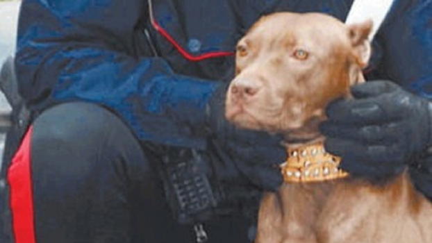 Piccola Giulia, i dettagli da brividi: “Nelle feci del cane..