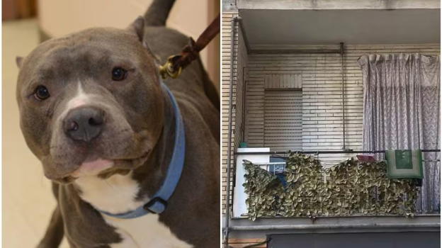 Acerra, esami del Dna sulla piccola Giulia e su Tyson cambiano tutto