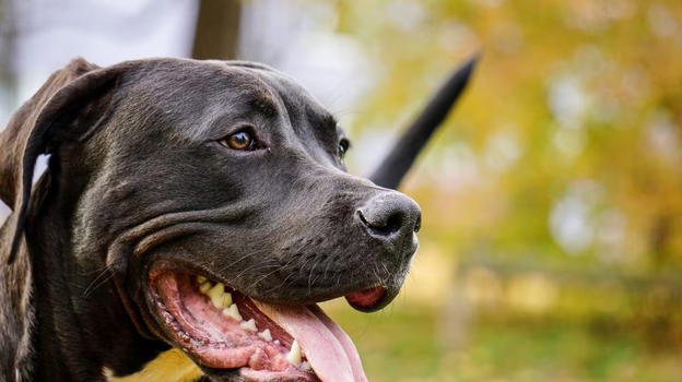 Italia, Pitbull colpisce ragazza 24enne: cosa hanno fatto al cane