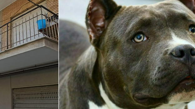 Acerra, bimba sbranata dal pitbull: "Cane senza colpe..