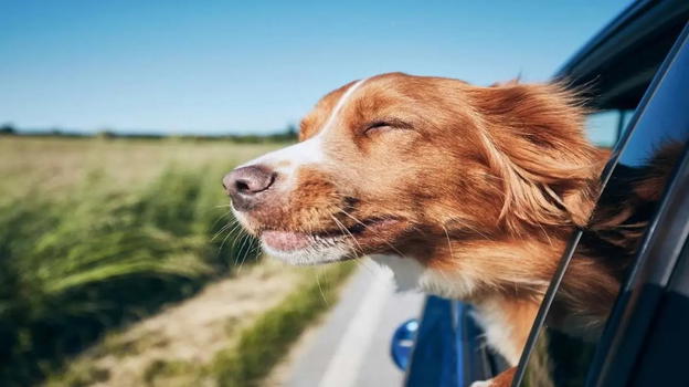Cani in macchina: quasi 2mila € di multa in questi casi