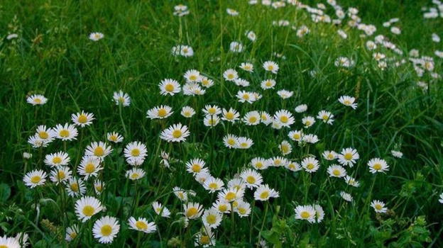 Primavera 2025, ecco perché inizia oggi e non il 21 marzo