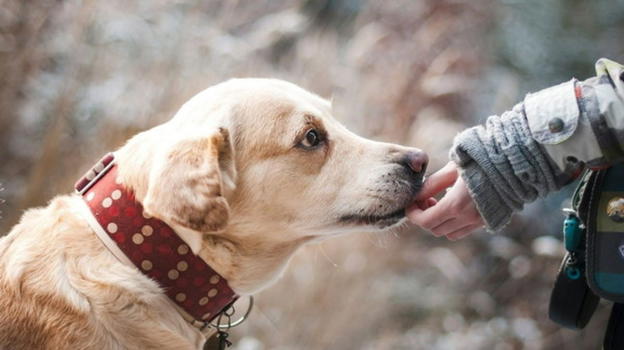 Viene leccato dal suo cane e contagiato: perde la vita poco dopo