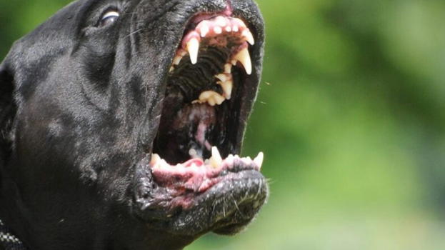 Mamma e figlio di 4 anni sbranati dal loro cane: cosa stavano facendo