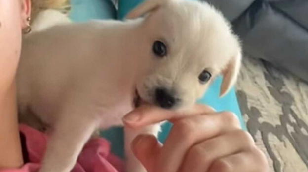Compra Chihuahua, mai avrebbe immaginato come il cane Kiwi sarebbe diventato