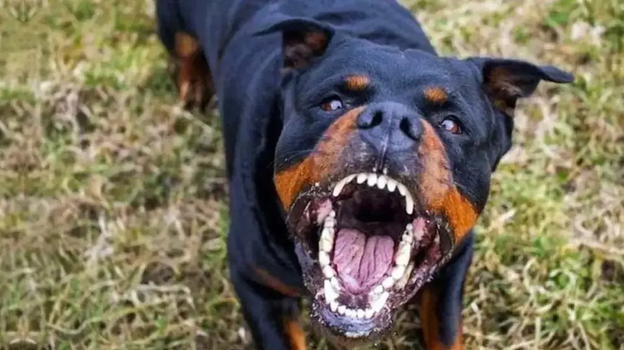 Colpito dal proprio rottweiler: morso alla testa