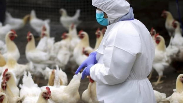 Aviaria, ci sono i primi focolai: "Misure di contenimento in arrivo..