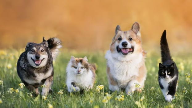 Bonus cani e gatti, ecco chi ne ha diritto e come fare la richiesta