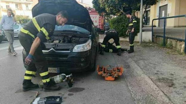 Sente degli strani miagolii dal motore dell’auto, dopo 80 km scopre l’assurdo