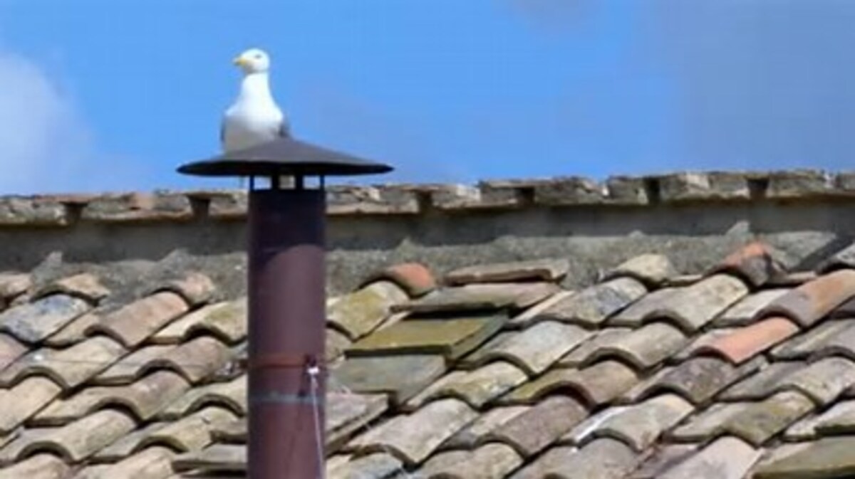 Conclave, la storia del gabbiano bianco che spopola sui social