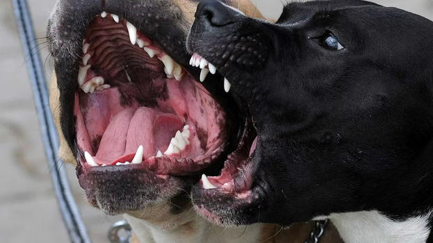 Italia, nonna e nipote di 2 anni sbranati dal pittbull
