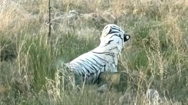 Trova animale in strada e si ferma per aiutarlo. Ma quando si avvicina capisce di aver…