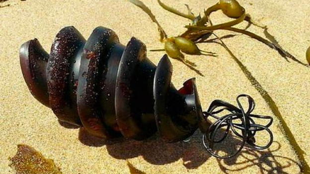 Se vedete questo animale in spiaggia chiamate subito le forze dell’ordine