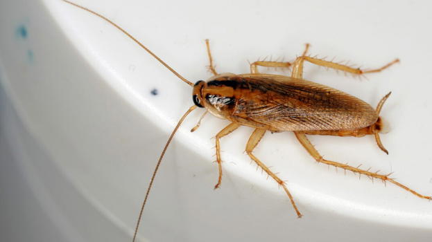 "Aiuto, sono ovunque". Presenza di blatte volanti, ora è crisi a..