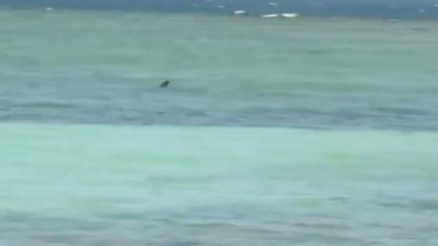 Isola dei famosi choc, enorme squalo arriva e attacca