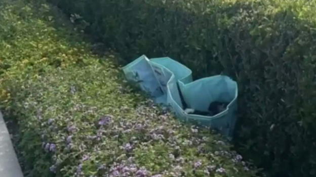 Sente strani rumori da una piscina abbandonata: la scoperta choc