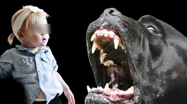 Italia, bimba di 2 anni sbranata dal pitbull del nonno