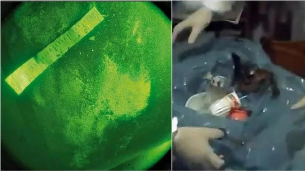 C’è la svolta, ecco cos’hanno trovato: "È lungo 3cm..