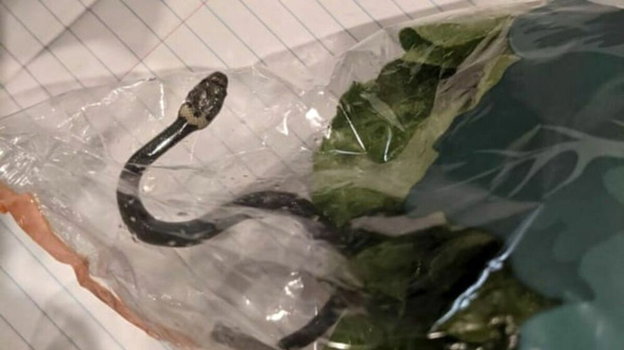 Spesa con sorpresa: coppia trova serpente velenoso in busta di insalata. Il titolare replica: i…