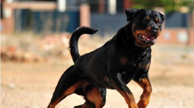 Bimbi di 8 e 10 anni azzannati alla testa e alla schiena dal rottweiler della nonna