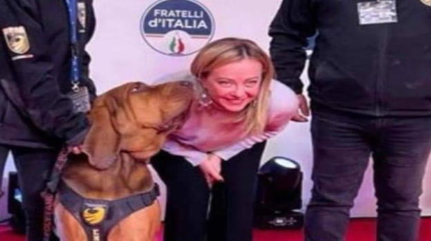 Bruno, il cane eroe fatto fuori con wurstel farcito di chiodi: ecco perché l’hanno fatto
