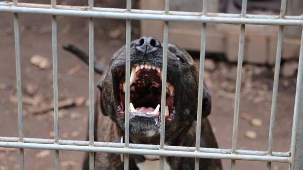 Italia, bimbo di 4 anni azzannato da un pitbull: i padroni del cane sono in fuga