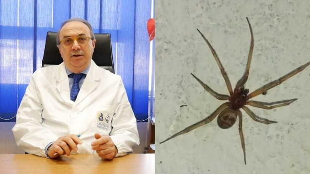 Ragno violino, l’annuncio dell’esperto: ecco cosa fare in caso di puntura
