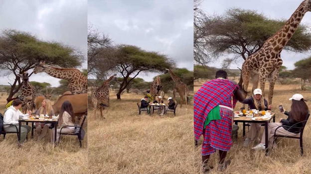 Federica Panicucci, la colazione nel safari finisce malissimo: è stata…