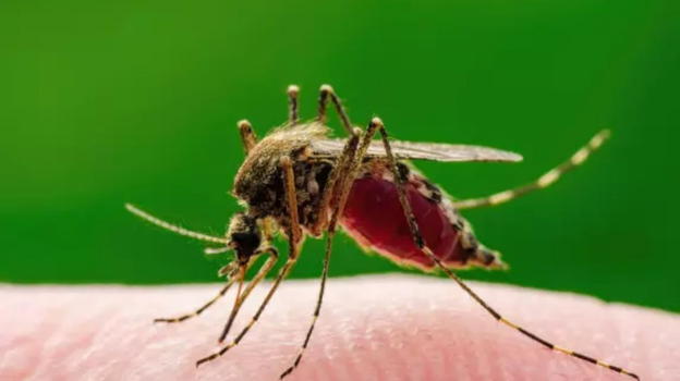 Virus West Nile, è boom di contagi in Italia: una donna ha perso la vita