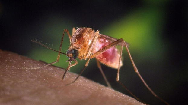 Allarme West Nile, ci sono nuovi casi: le Regioni colpite