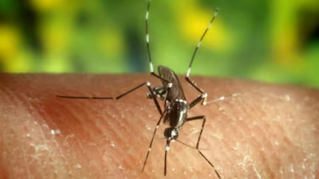 West Nile, è allarme in Italia: aumentano ancora i casi
