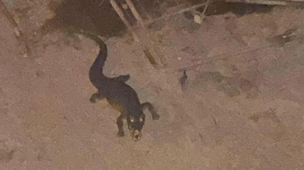 "Attenzione, c’è un coccodrillo in città". È Psicosi a…