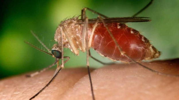 West Nile, è allarme nel nostro Paese: sale il numero delle vittime