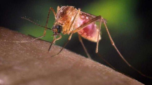 West Nile, l’Italia è la più colpita in Europa: casi in aumento e decessi