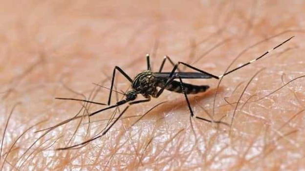West Nile, l’allarme del virologo Baldanti preoccupa gli italiani