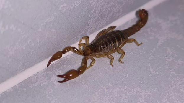 Scorpione in casa? Ecco cosa significa, hanno un messaggio importante per te