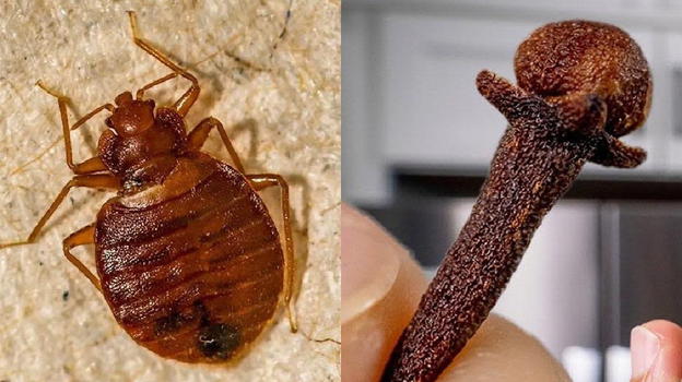 Cimici, come eliminarle dal vostro letto e dalla vostra casa
