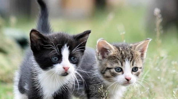 Dal 2026 scatta il nuovo obbligo per chi ha un gatto: scadenze e sanzioni