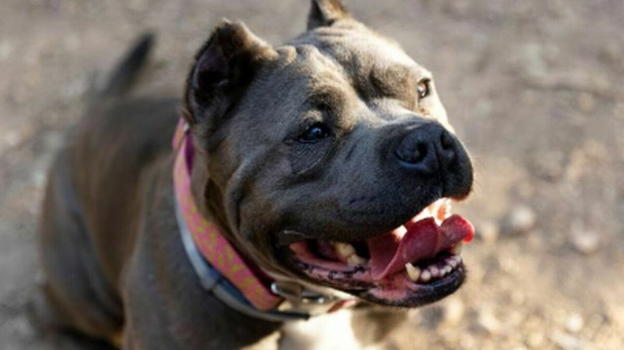 Portato a casa del padre perde la vita a 9 mesi per colpa del pitbull dell’uomo
