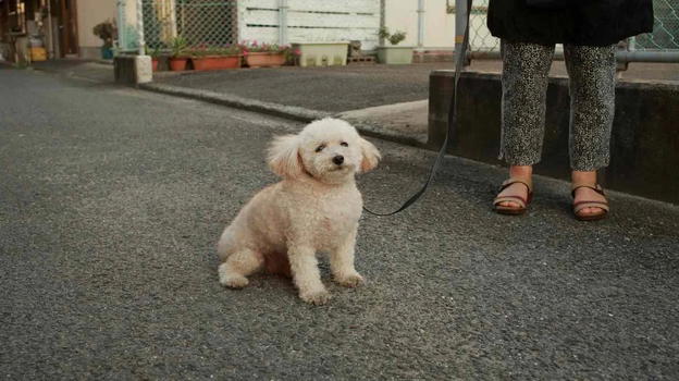 Cani, scatta il nuovo divieto: maxi multe fino a 500 euro