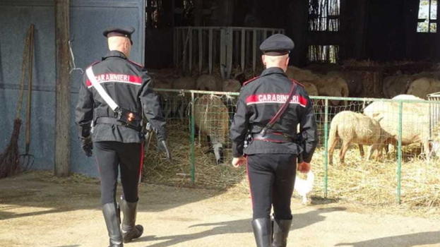 Viene tradita, lei va nell’ovile con 3 uomini e…