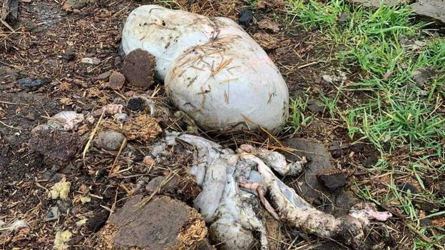 Va all’orto e vicino ad un masso trova qualcosa di strano…