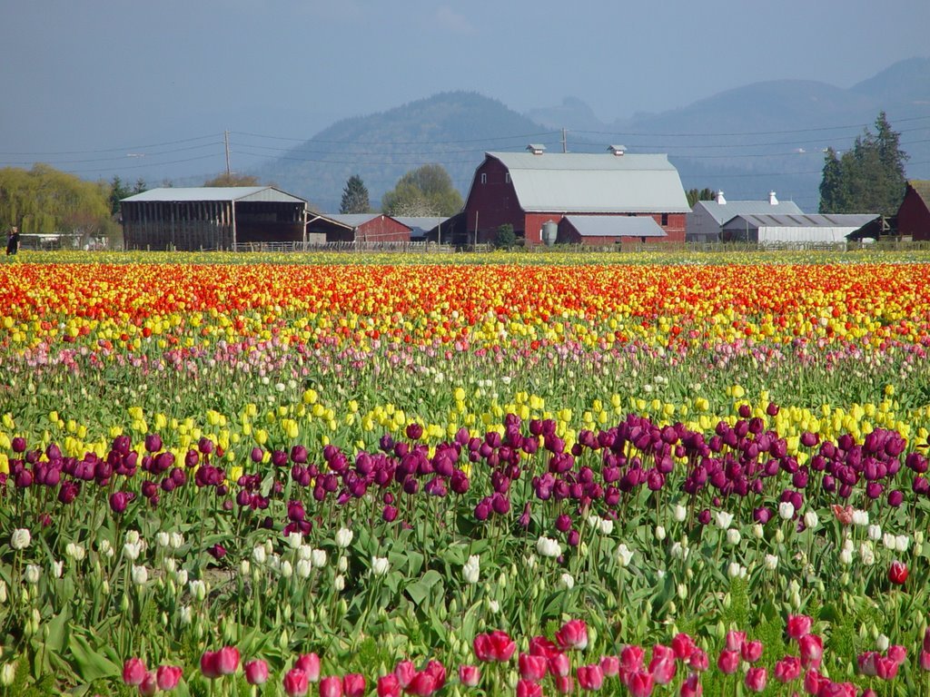 la-magnifica-fioritura-dei-tulipani